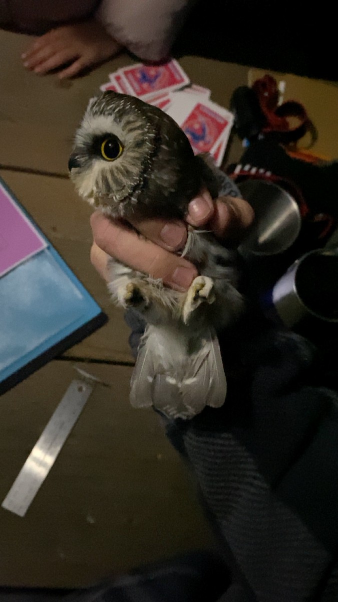 Northern Saw-whet Owl - ML643472086