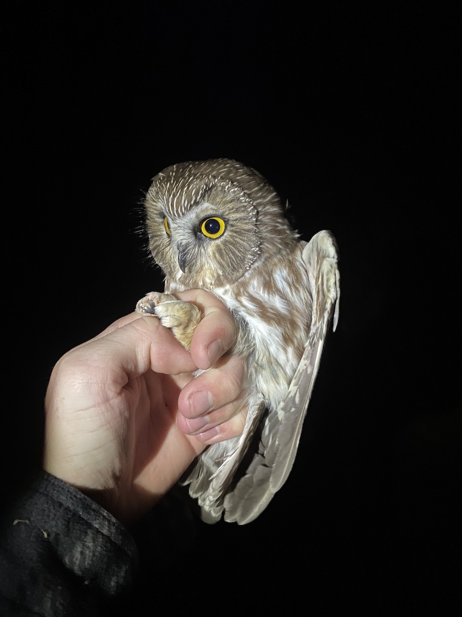 Northern Saw-whet Owl - ML643472087