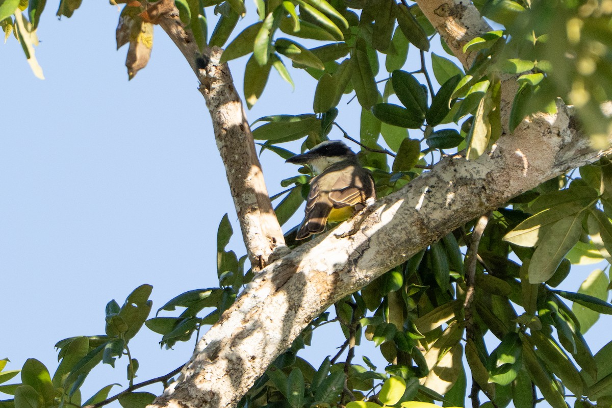 Boat-billed Flycatcher - ML643472092
