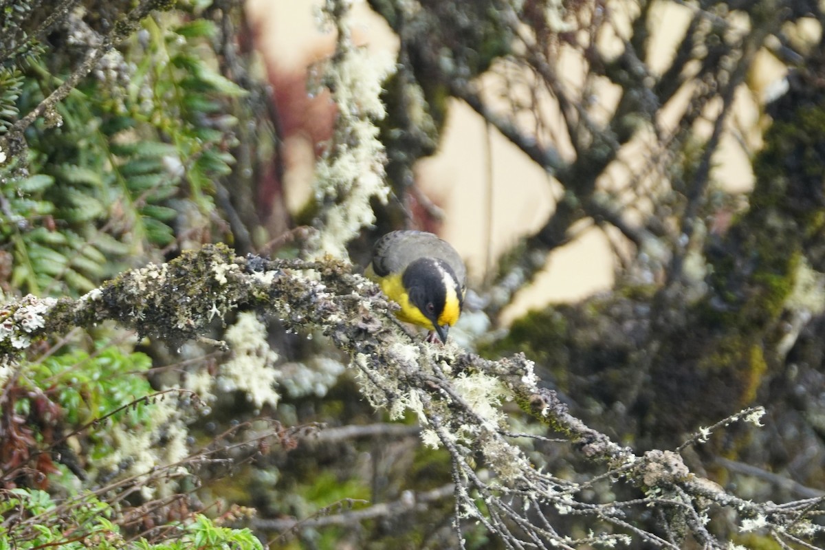 Pale-naped Brushfinch - ML643472104
