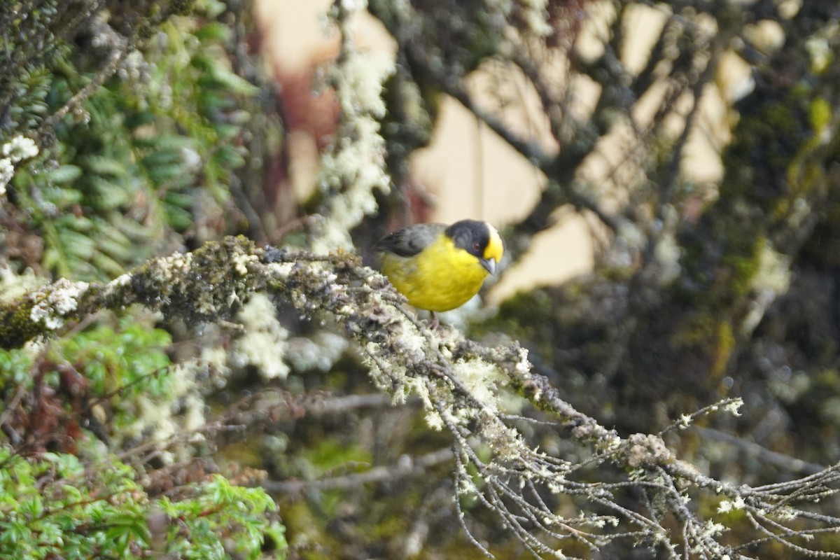 Pale-naped Brushfinch - ML643472108