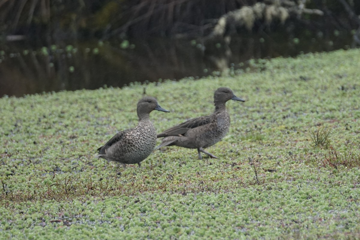 Andean Teal - ML643472109