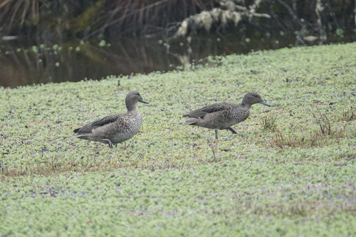 Andean Teal - ML643472111