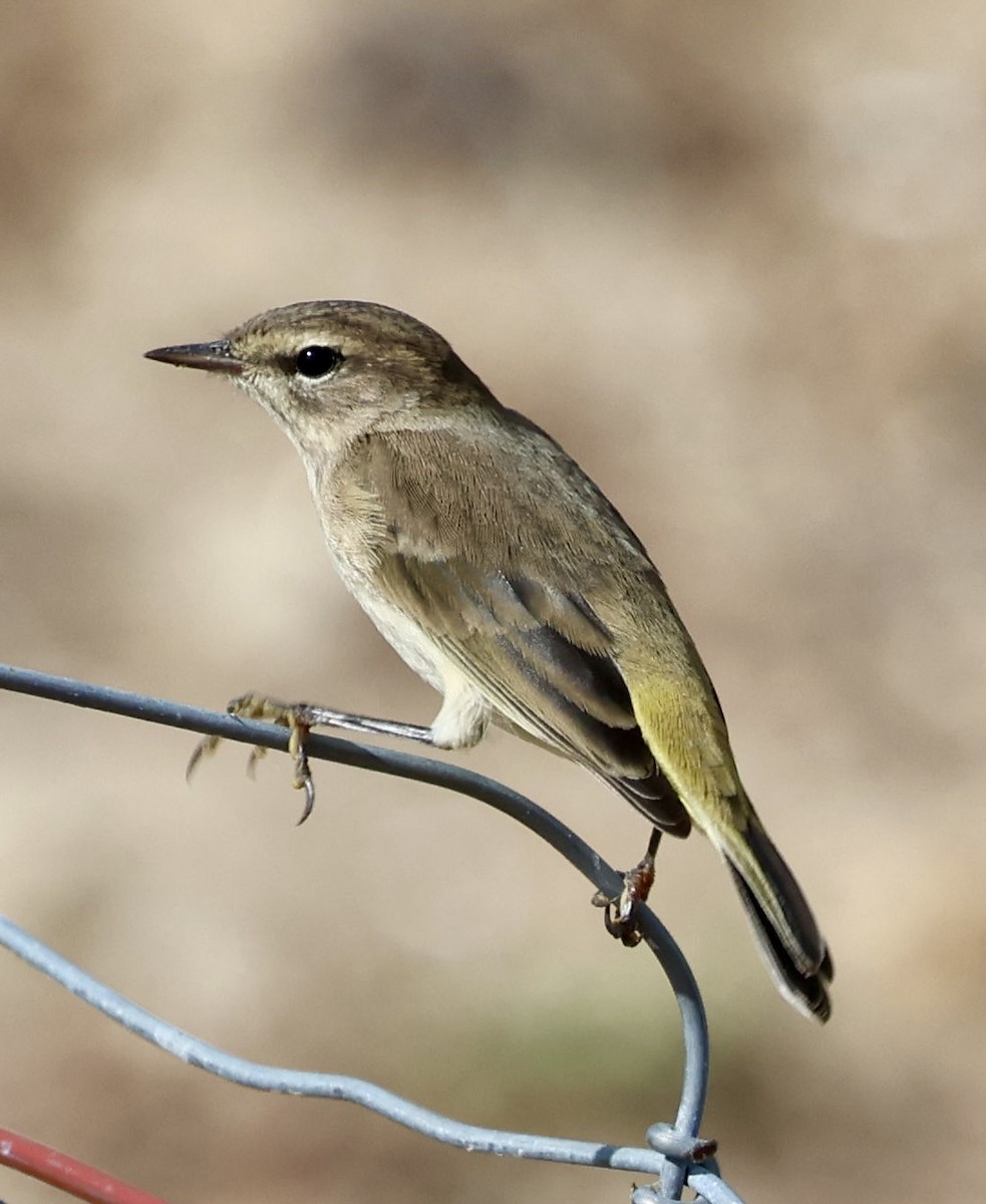 Palm Warbler - ML643472115
