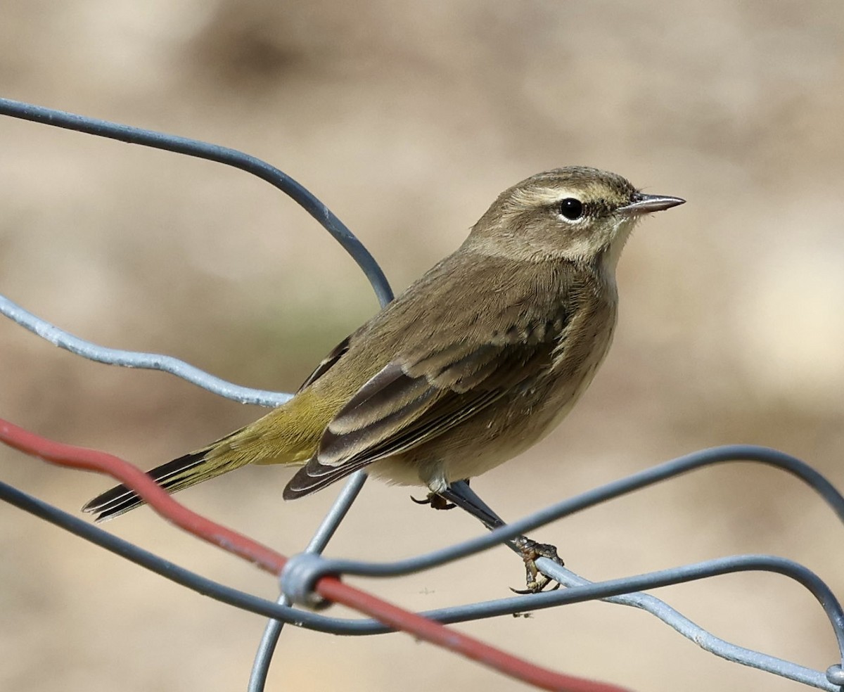 Palm Warbler - ML643472116