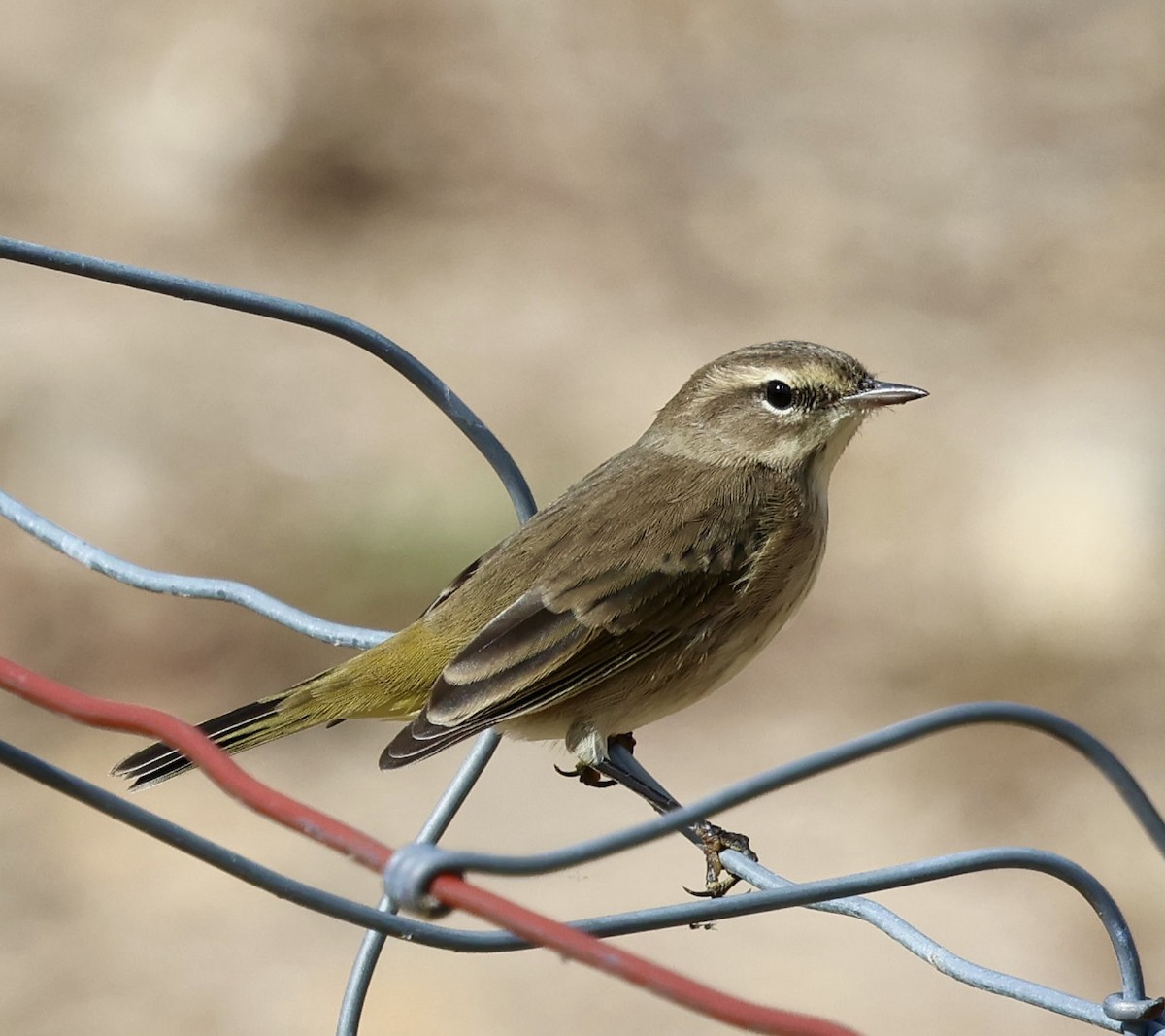 Palm Warbler - ML643472117