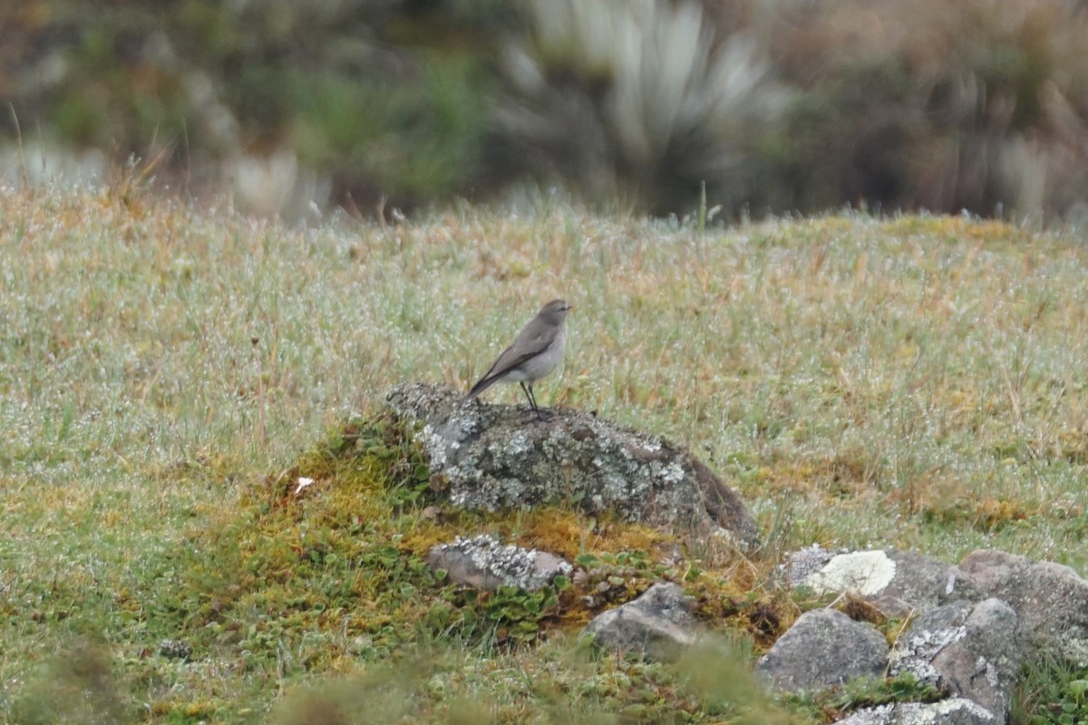 Dormilon à grands sourcils - ML643472119