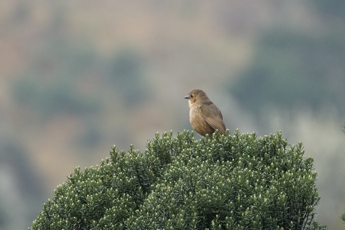 Boyaca Antpitta - ML643472122
