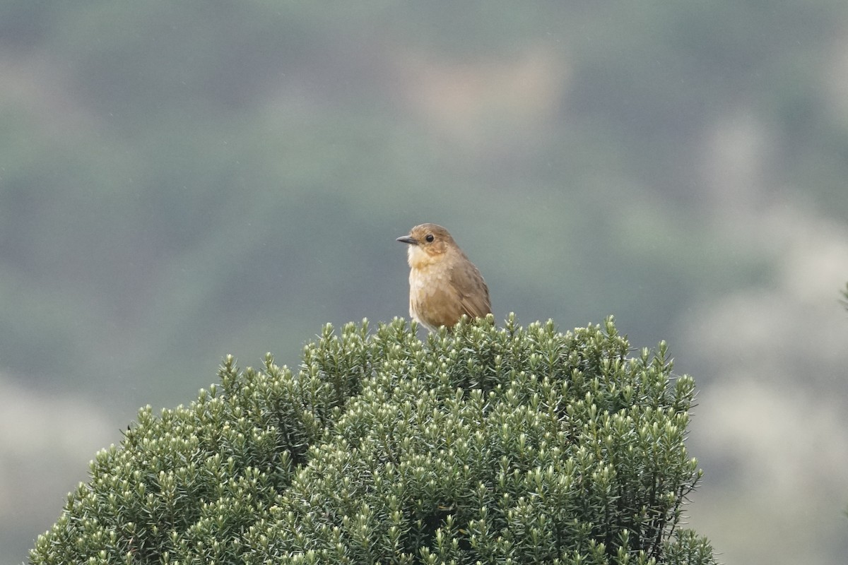 Boyaca Antpitta - ML643472124