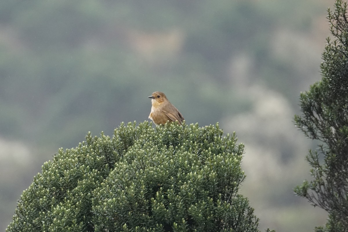 Boyaca Antpitta - ML643472126