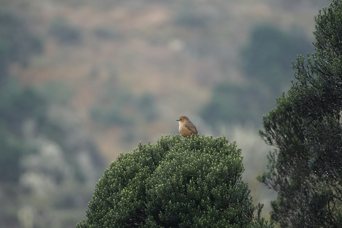 Boyaca Antpitta - ML643472128
