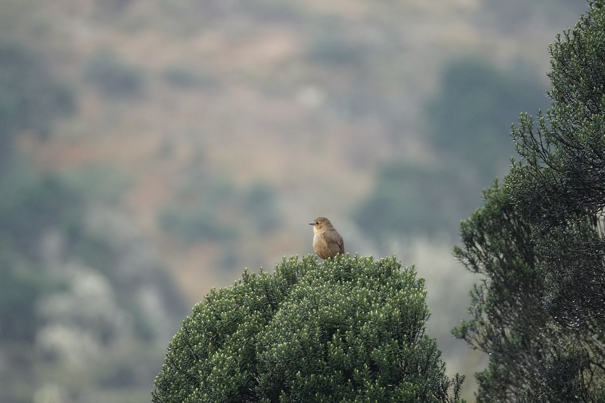 Boyaca Antpitta - ML643472132