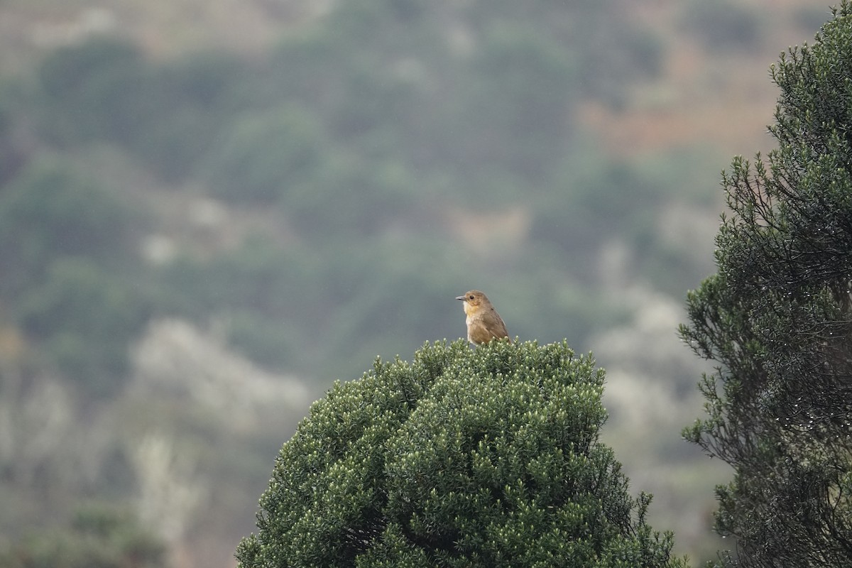 Boyaca Antpitta - ML643472133