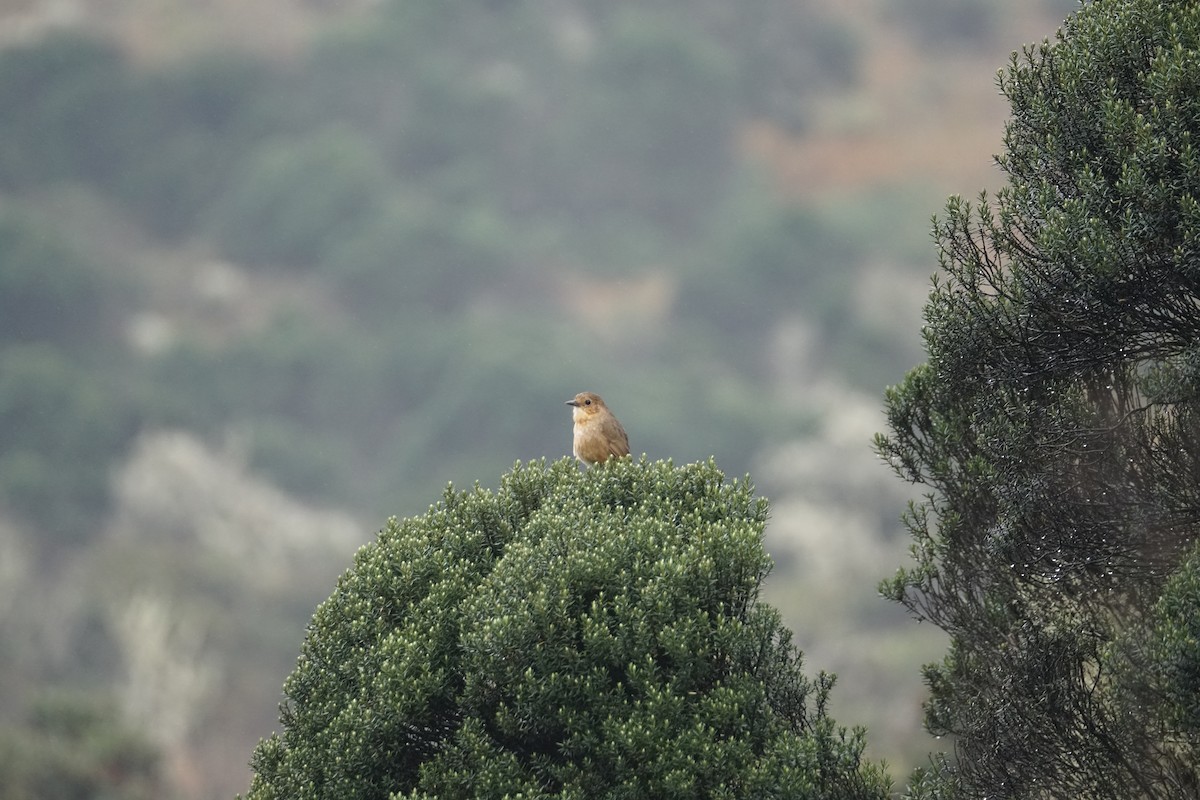 Boyaca Antpitta - ML643472134