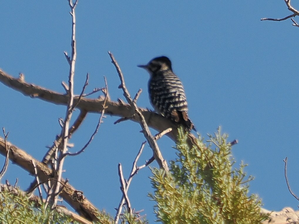 Ladder-backed Woodpecker - ML643472181