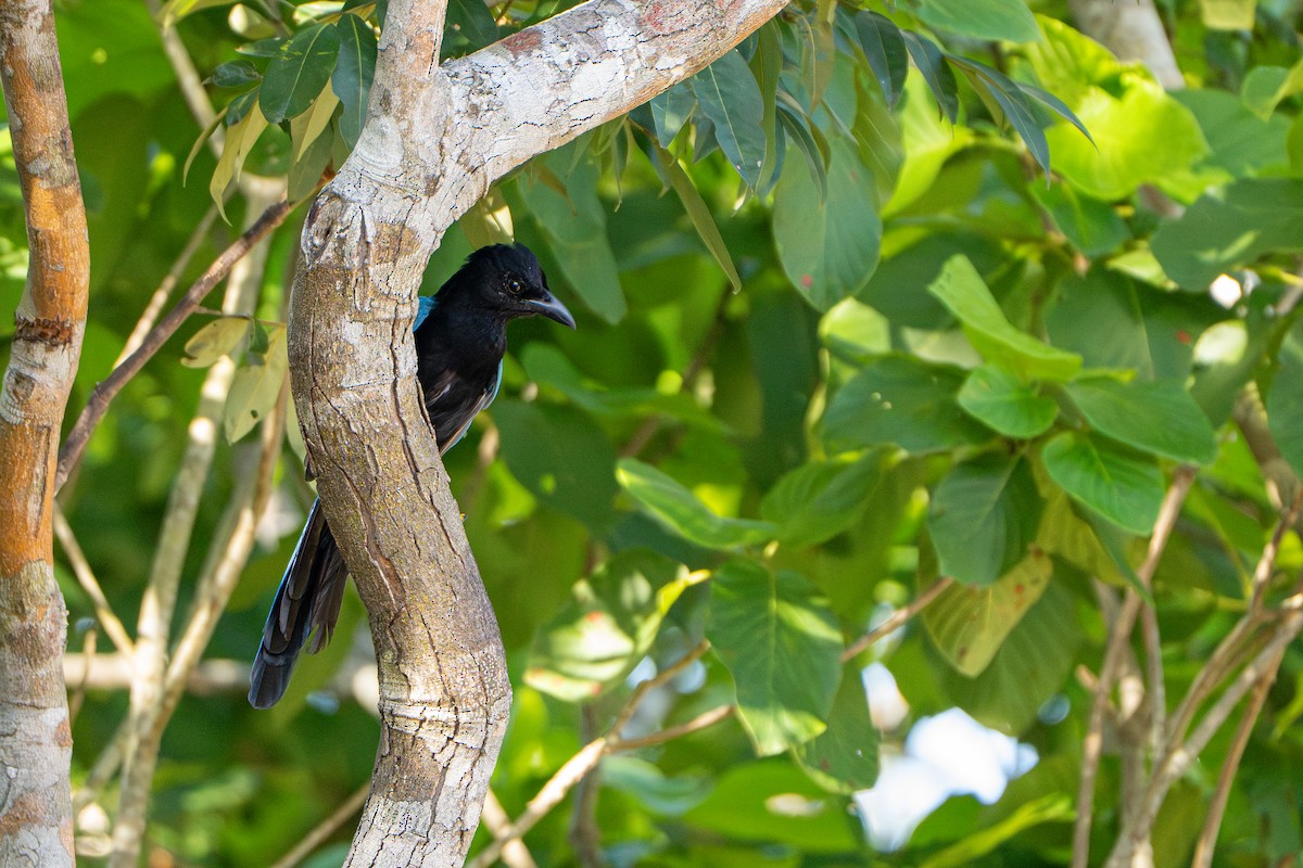 Yucatan Jay - ML643472183