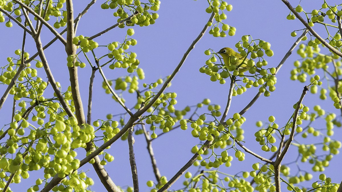 マングローブメジロ - ML643472202