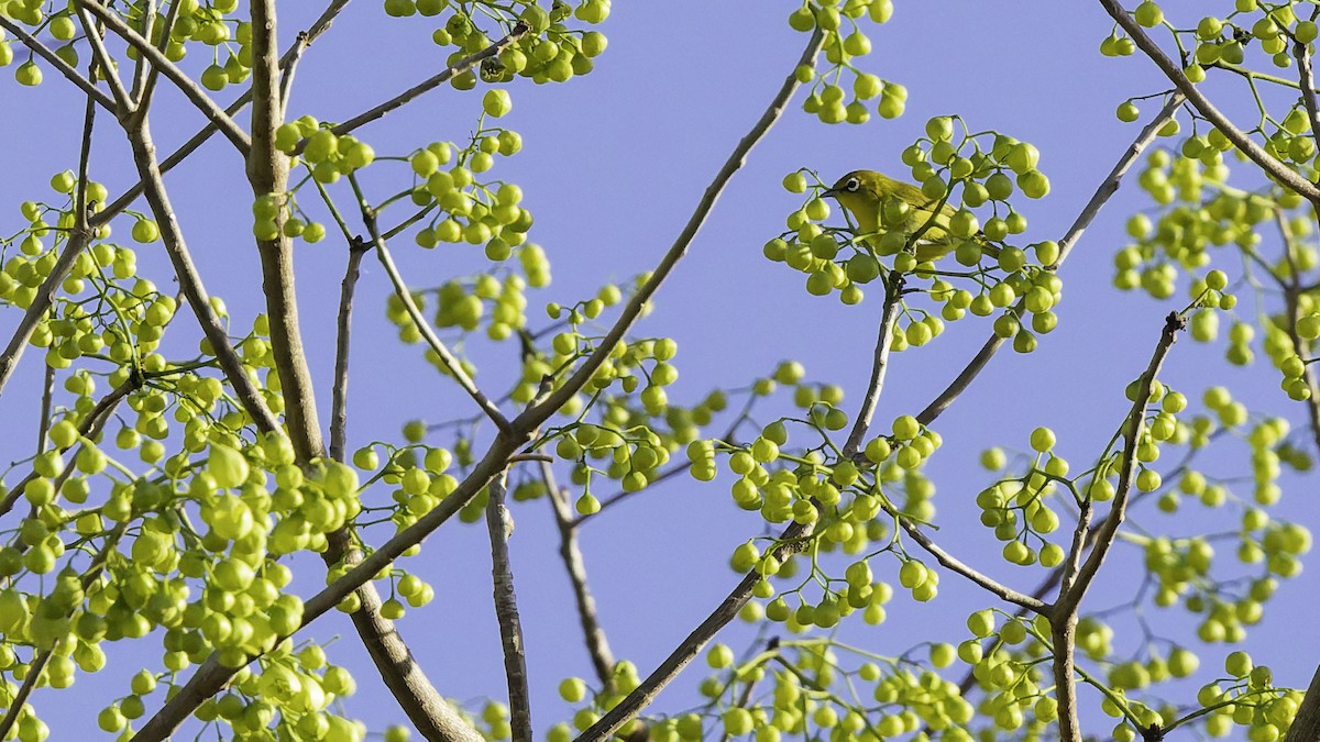Lemon-bellied White-eye - ML643472203