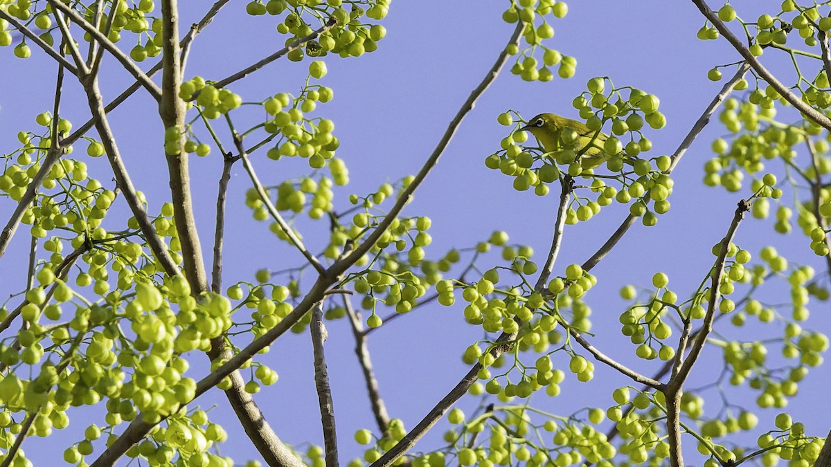 Lemon-bellied White-eye - ML643472204