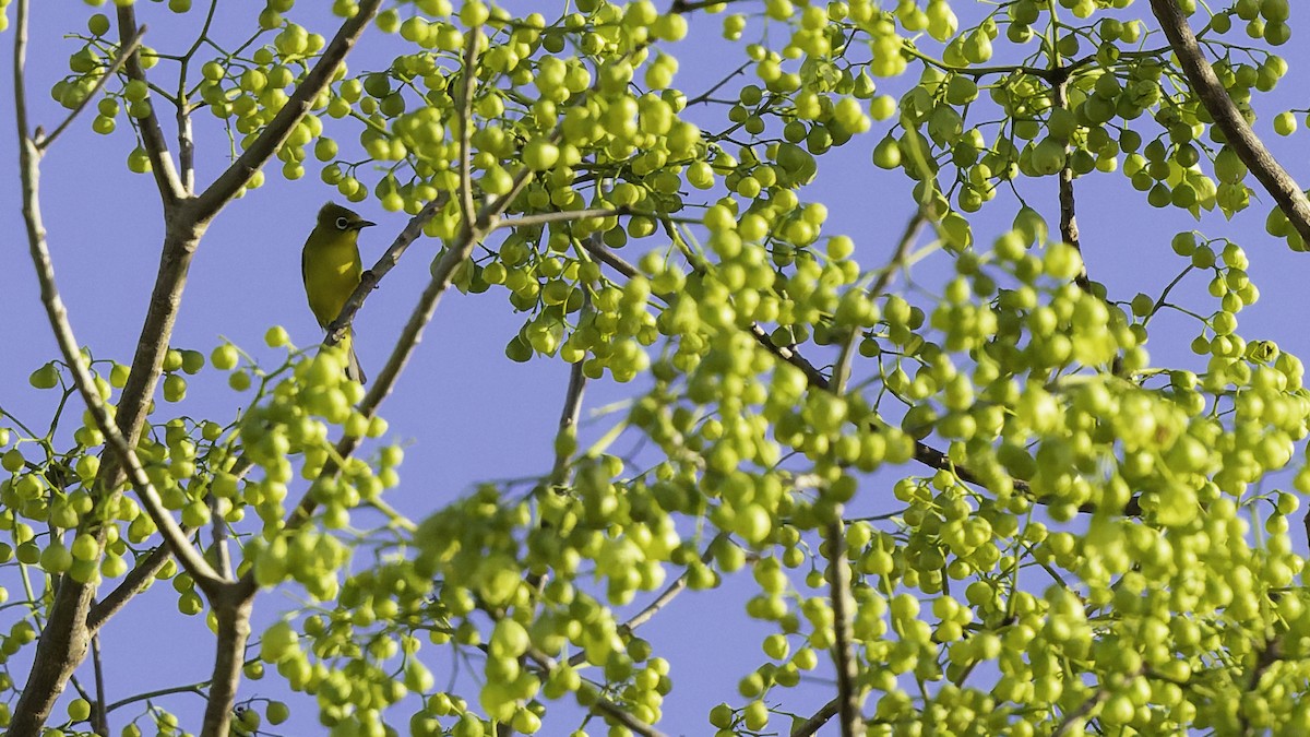 Lemon-bellied White-eye - ML643472205