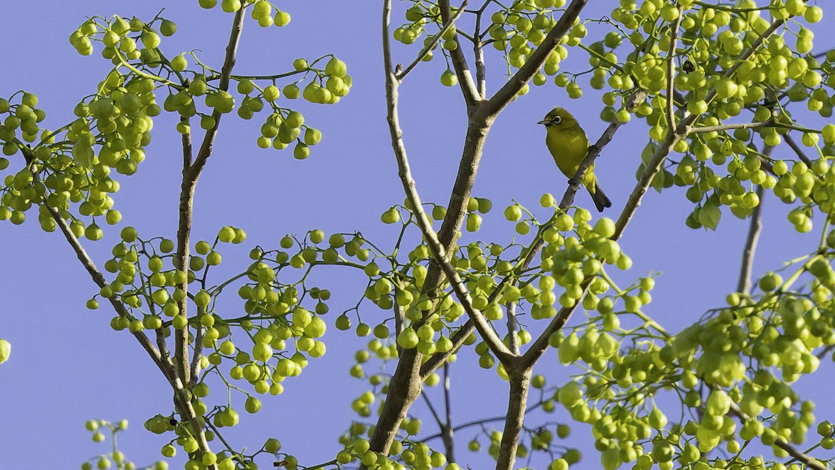 Lemon-bellied White-eye - ML643472206