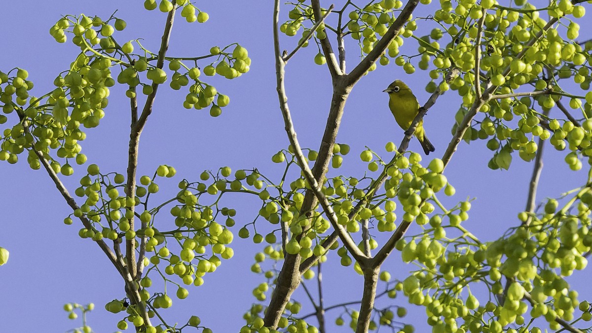 Lemon-bellied White-eye - ML643472207