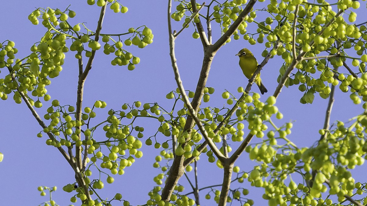Lemon-bellied White-eye - ML643472208