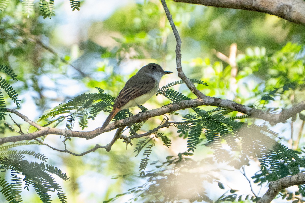 Dusky-capped Flycatcher - ML643472220