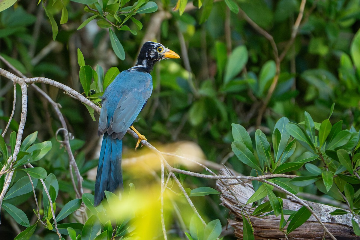 Yucatan Jay - ML643472224
