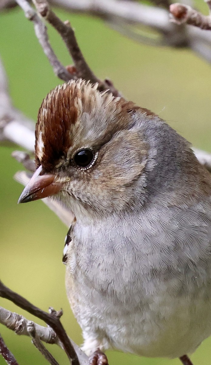 White-crowned Sparrow - ML643472227