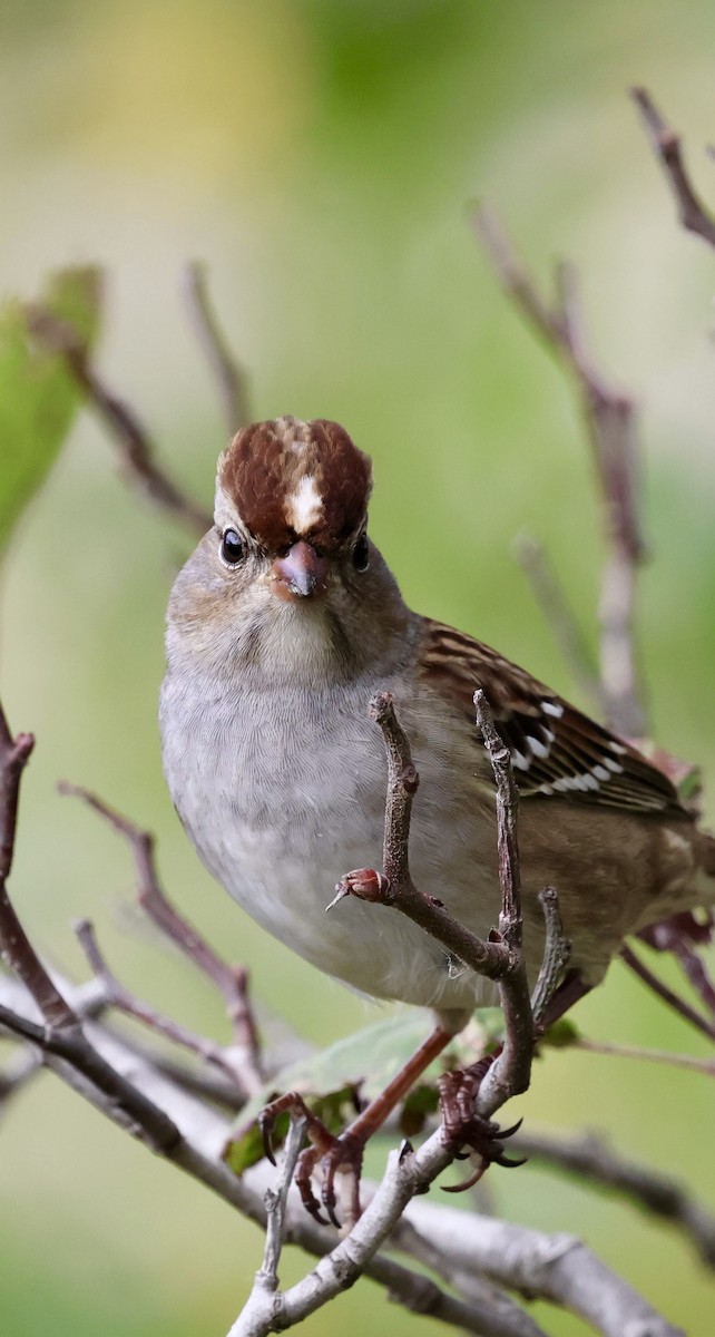 White-crowned Sparrow - ML643472228