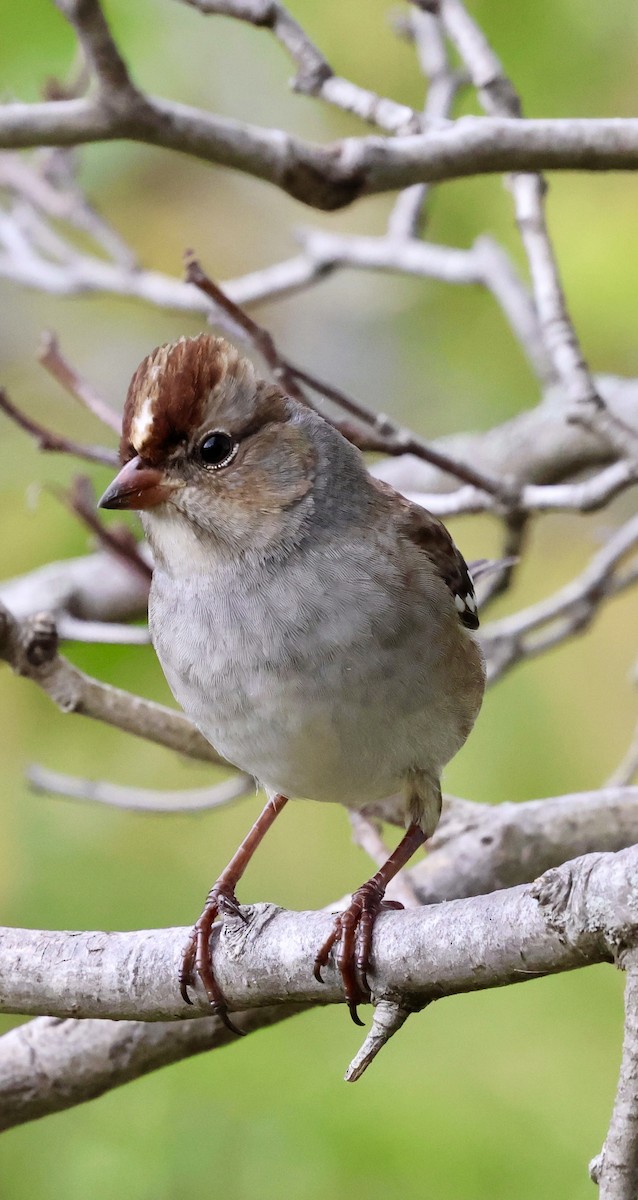 White-crowned Sparrow - ML643472229