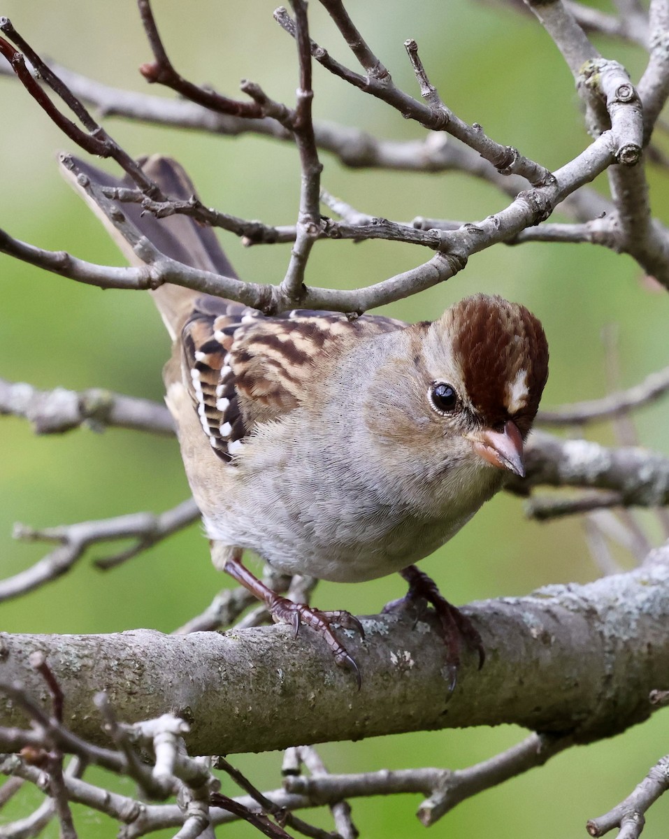 White-crowned Sparrow - ML643472231