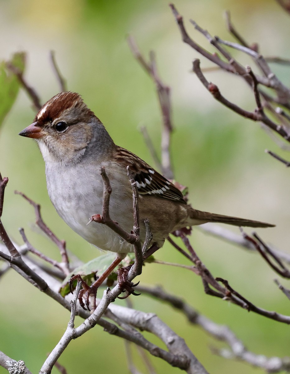 White-crowned Sparrow - ML643472232