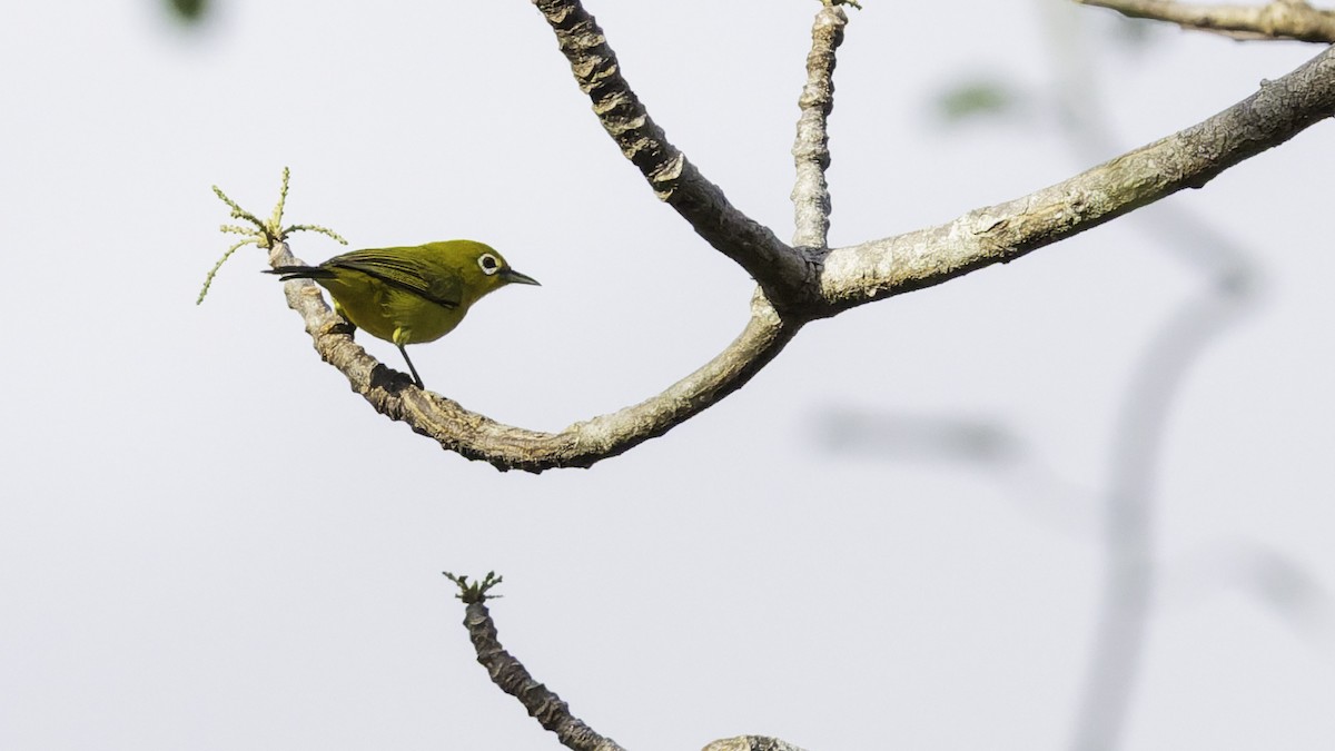 Lemon-bellied White-eye - ML643472240