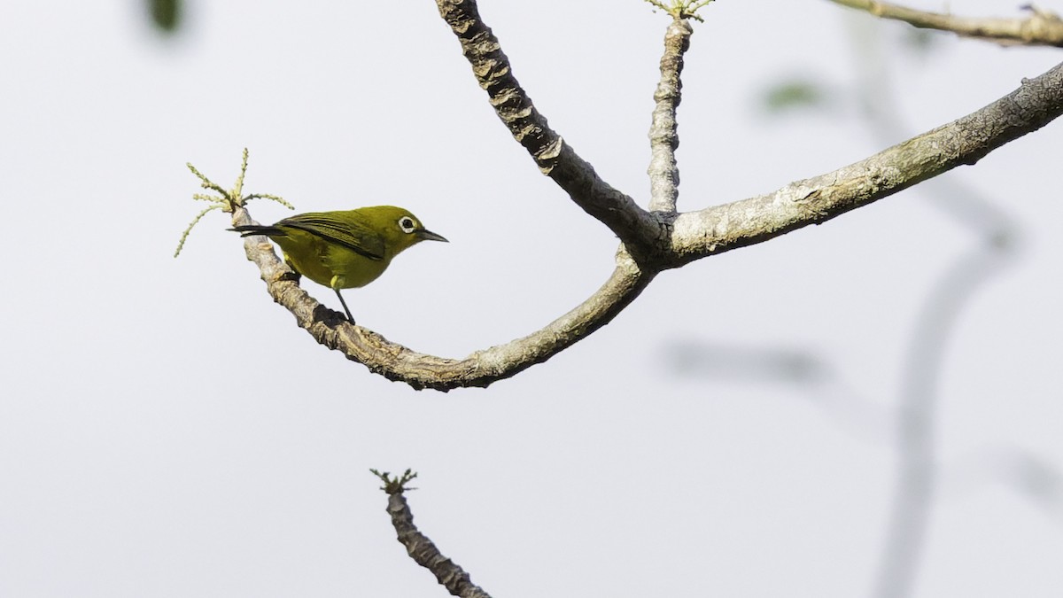 Lemon-bellied White-eye - ML643472241