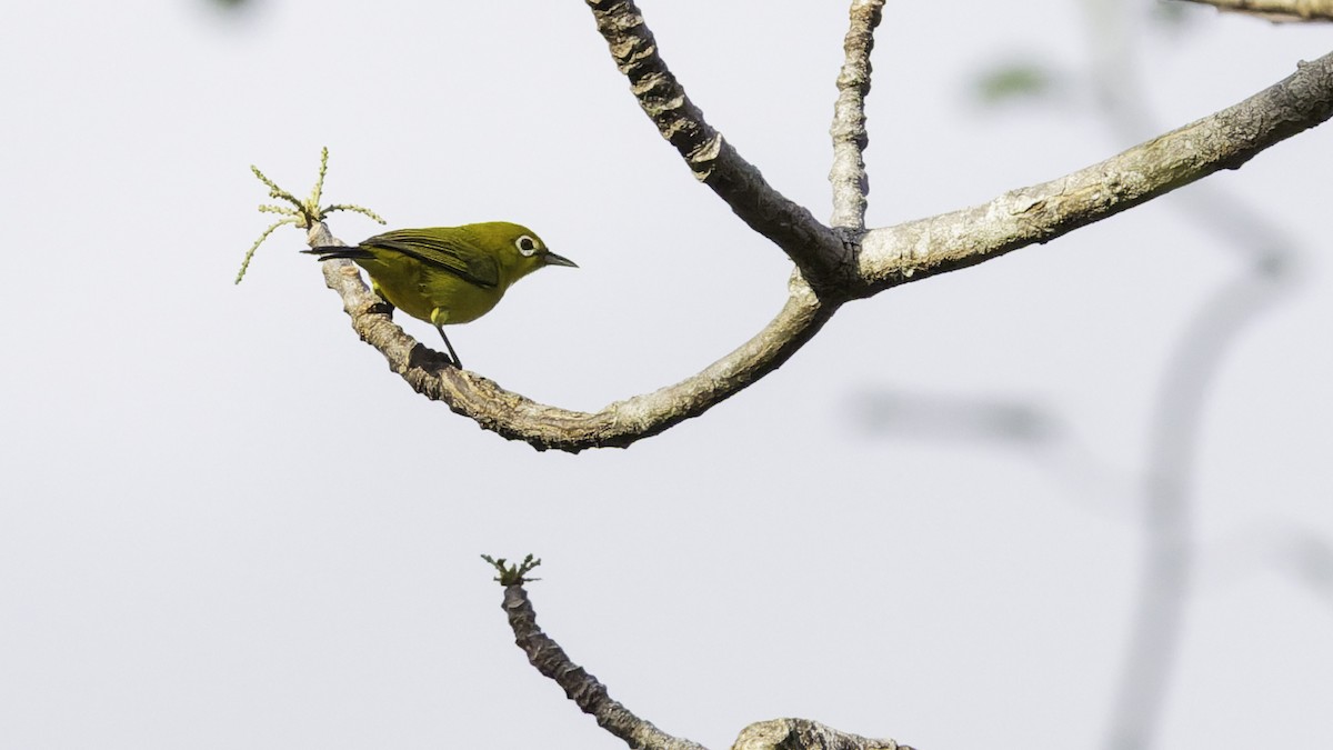 Lemon-bellied White-eye - ML643472242