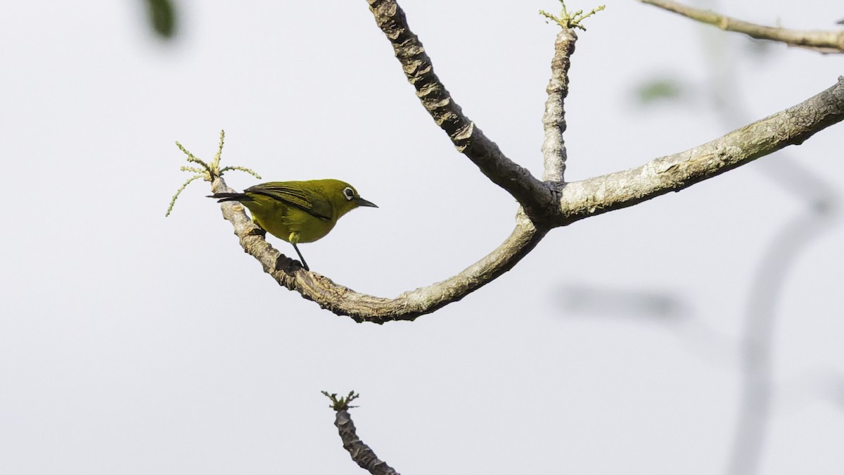 Lemon-bellied White-eye - ML643472243