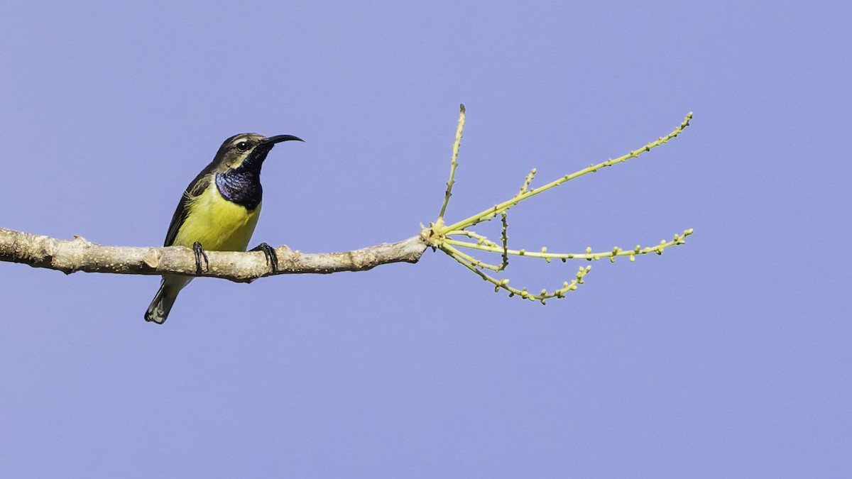Sahul Sunbird - ML643472246
