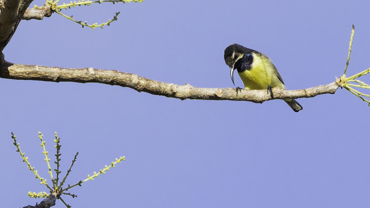 Sahul Sunbird - ML643472248