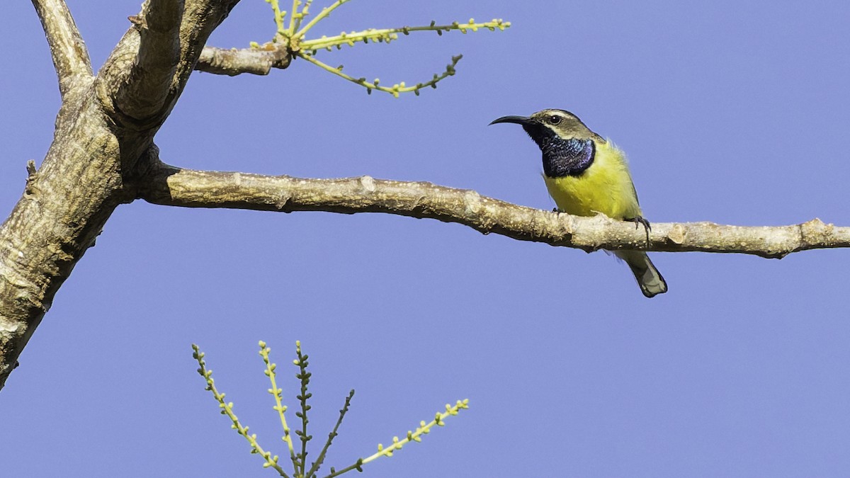Sahul Sunbird - ML643472249
