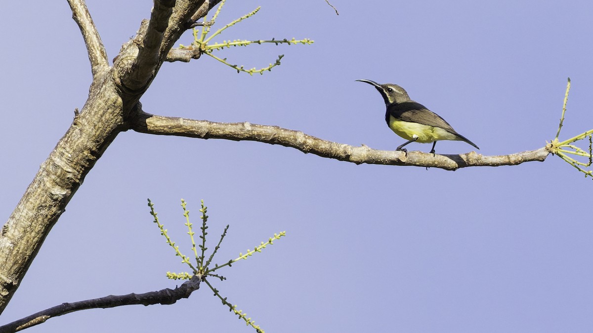 Sahul Sunbird - ML643472250