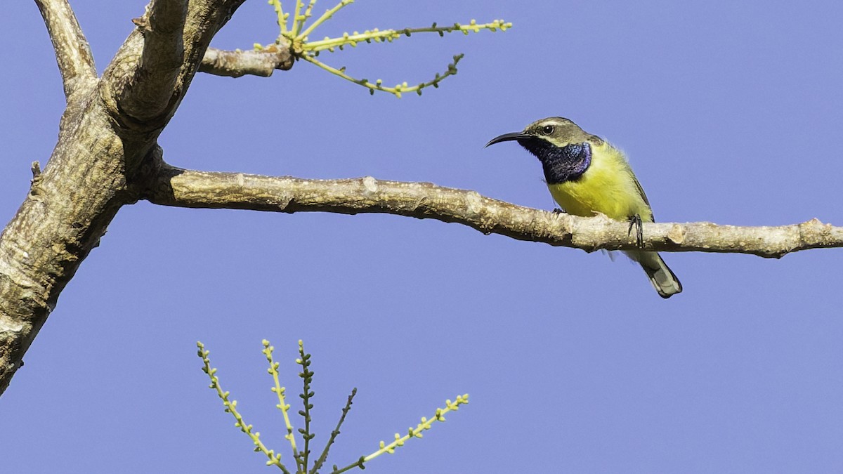 Sahul Sunbird - ML643472251