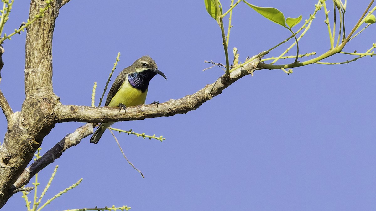 Sahul Sunbird - ML643472253