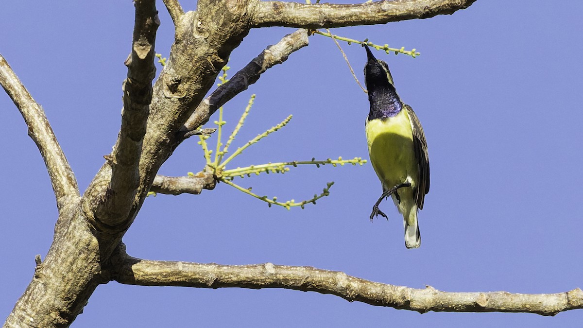Sahul Sunbird - ML643472254