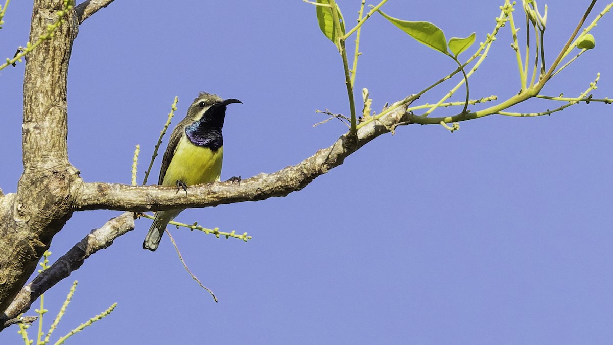 Sahul Sunbird - ML643472255