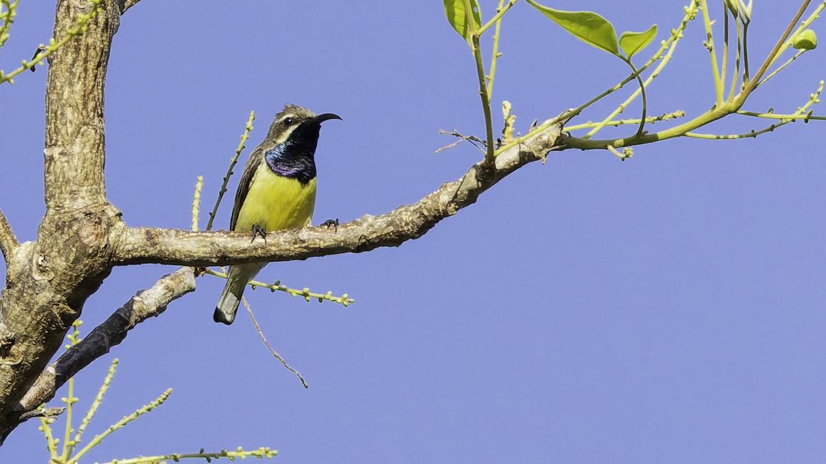 Sahul Sunbird - ML643472256