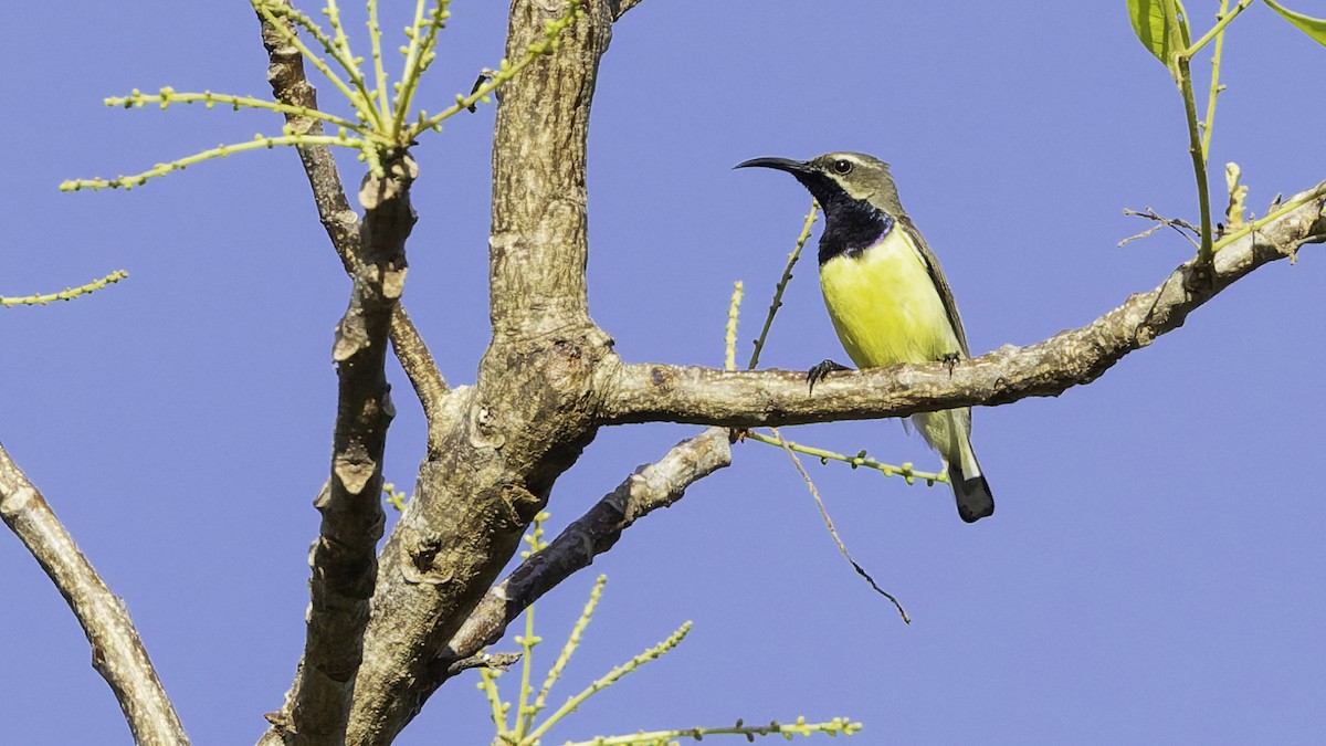Sahul Sunbird - ML643472257