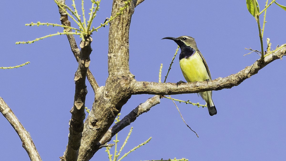 Sahul Sunbird - ML643472258