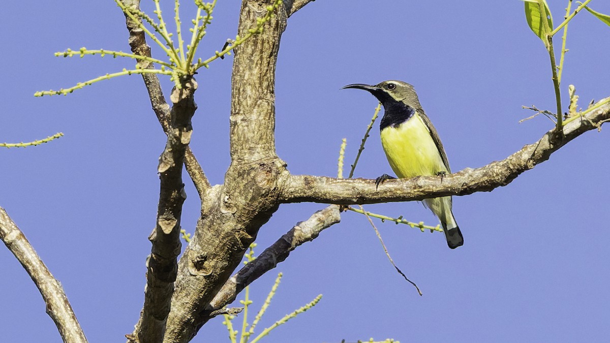 Sahul Sunbird - ML643472259